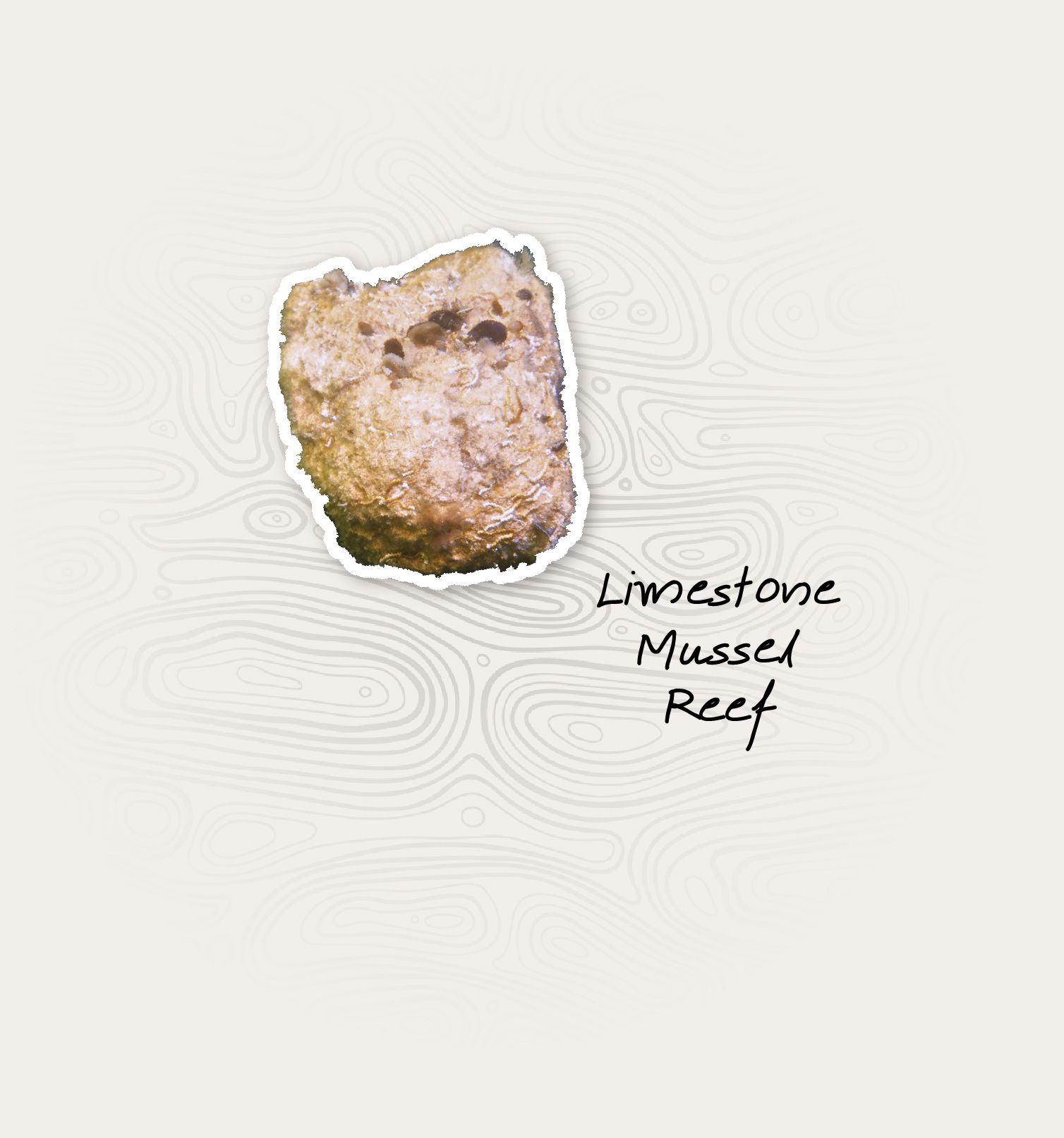 Image of limestone mussel reef