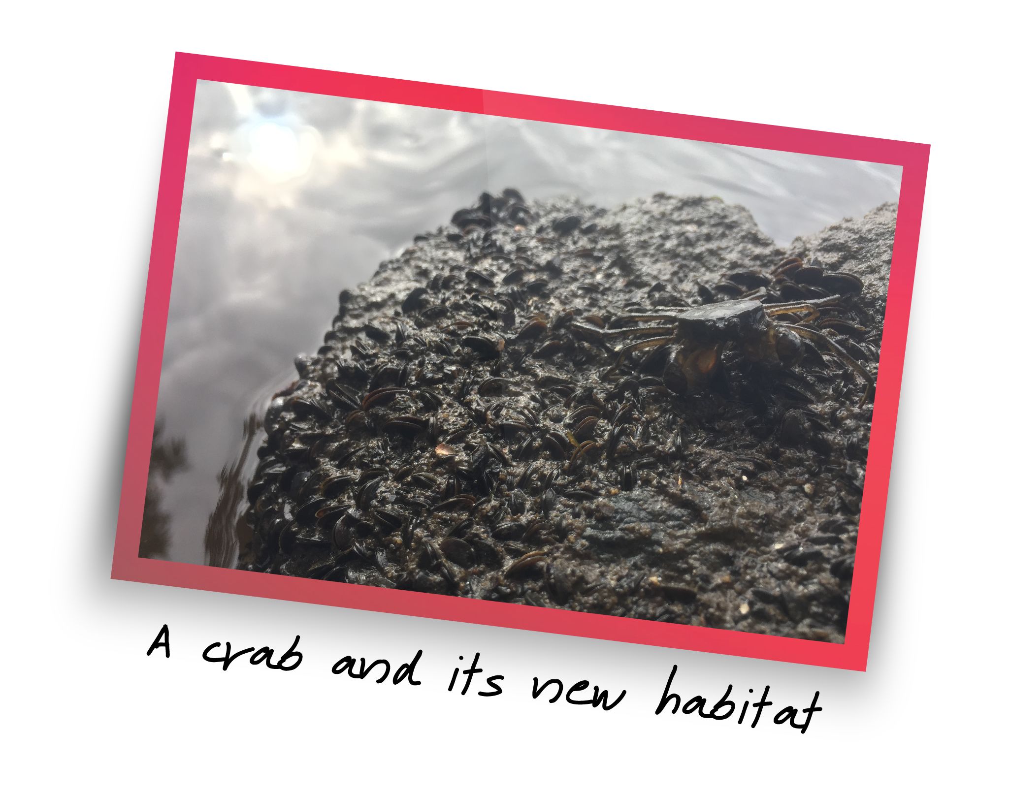 Image of a crab and its new habitat
