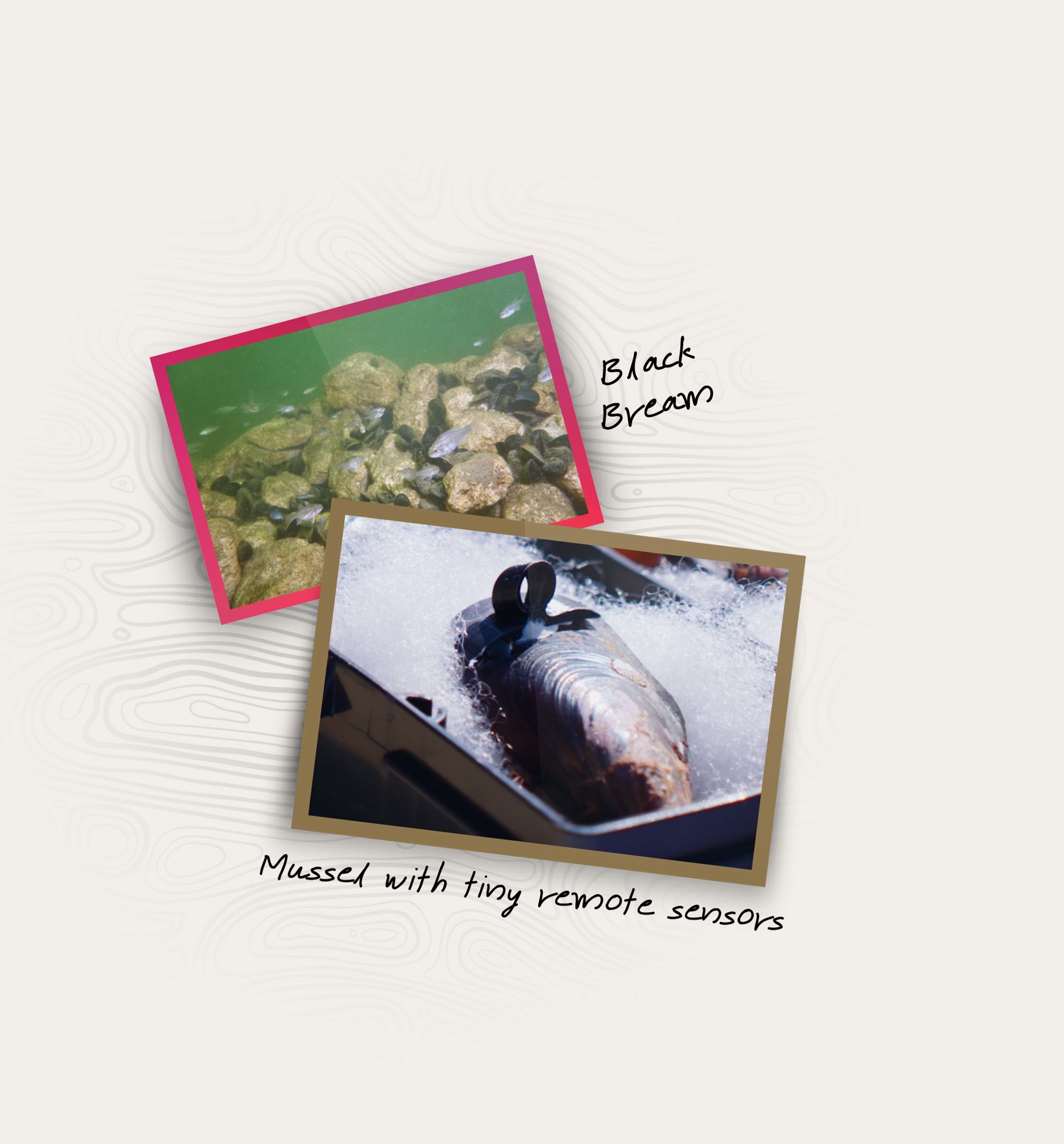Images of black bream swimming amongst the mussels and a mussel with tiny remote sensors