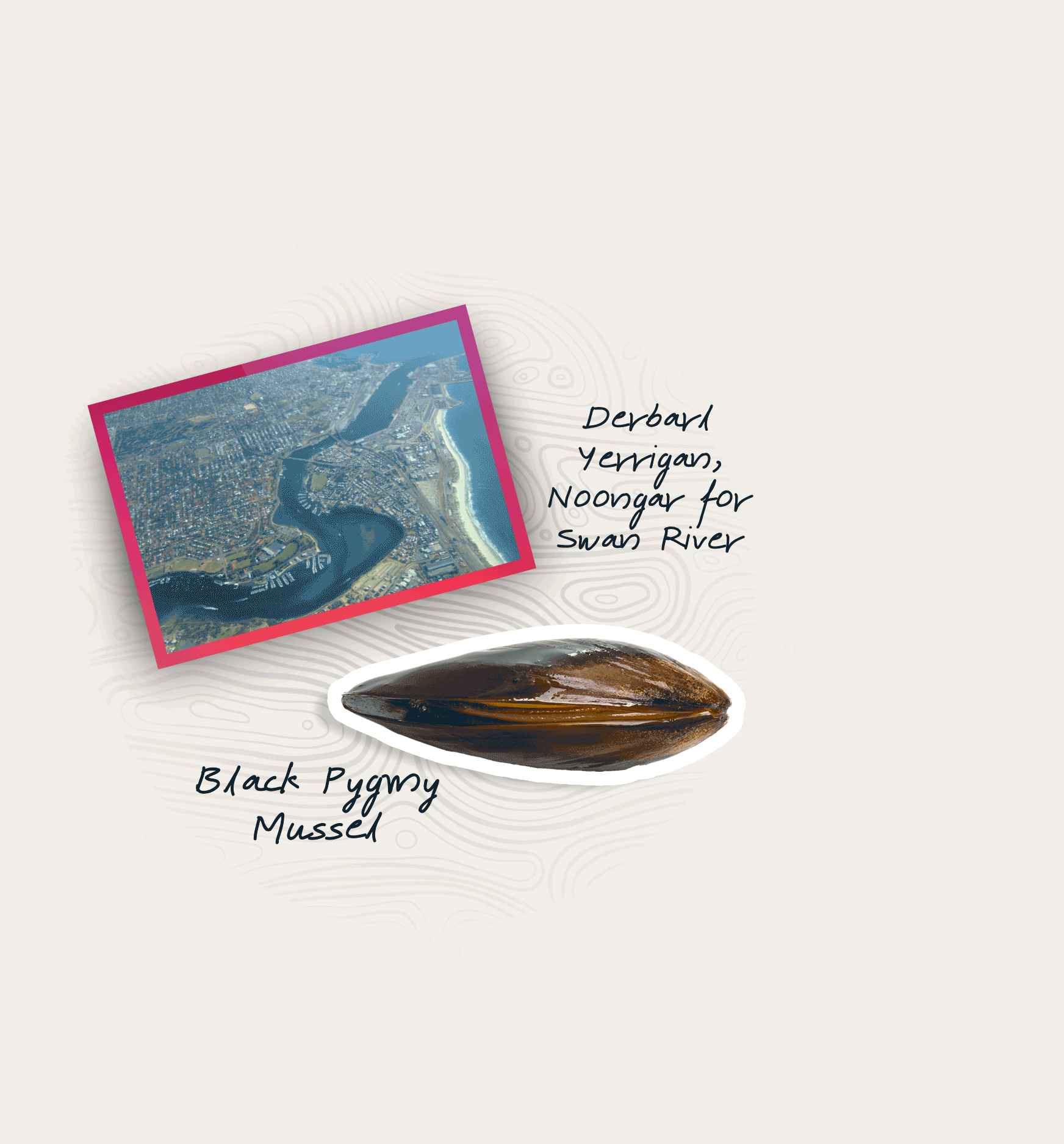 Image of an aerial photo of Derbal Yerrigan (Noongar for Swan River) and a black Pygmy mussel