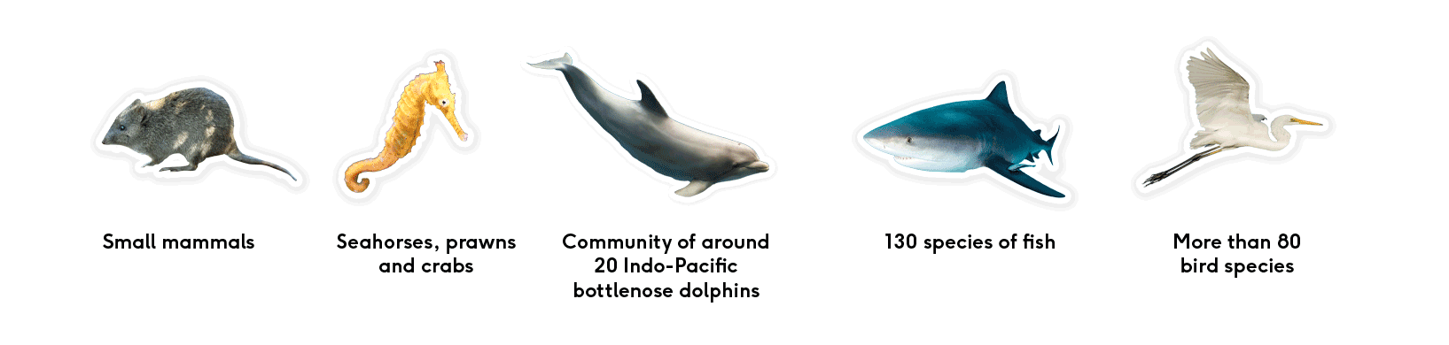 Images of wildlife that live in the Swan-Canning Estuary including small mammals, seahorses, prawns, crabs, dolphins and many fish and bird species